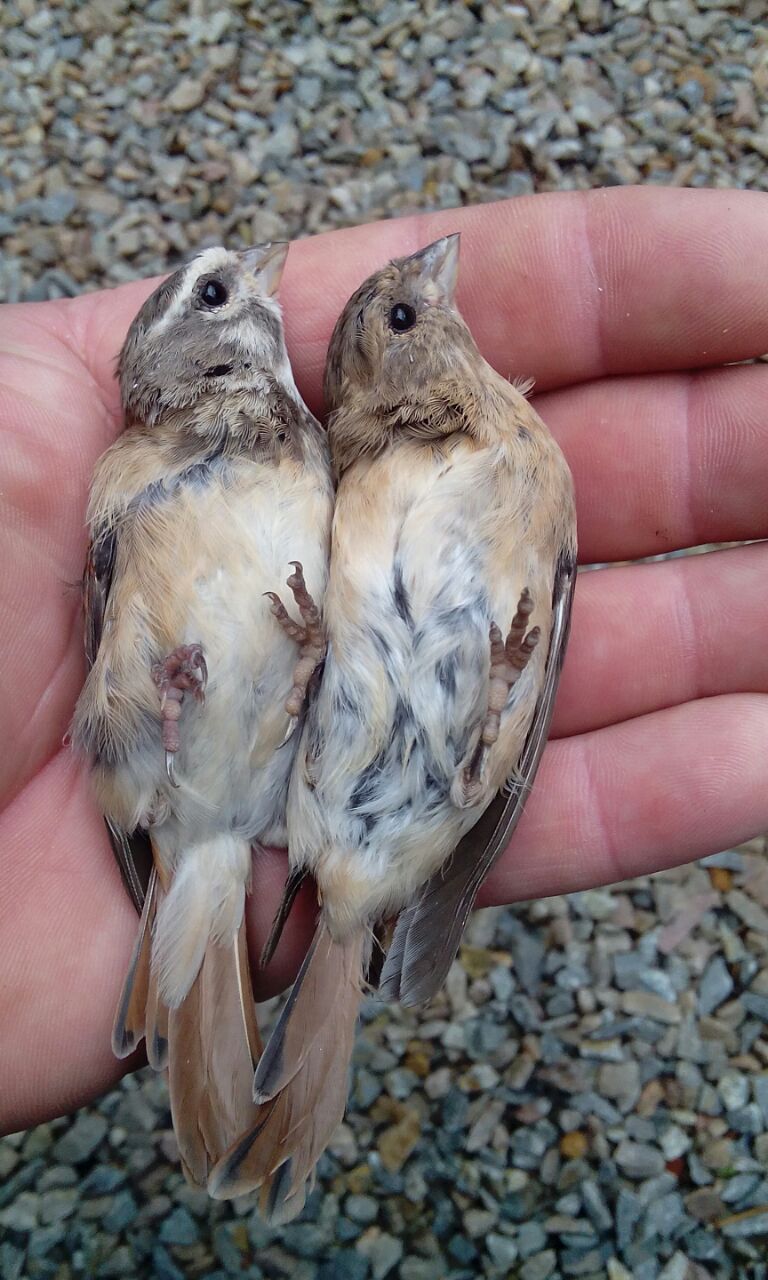 Damara Canary